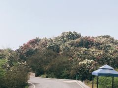 -贵州百里杜鹃风景名胜区