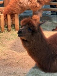 -Zoolung Zoolung动物主题公园(海信广场店)