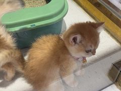 -糯米喵星人总部直营旗舰店·猫舍·幼猫出售