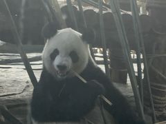 -泉州海丝野生动物世界