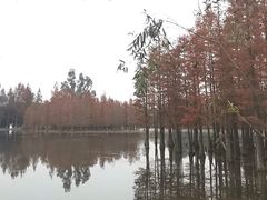 -白鹭湾湿地公园