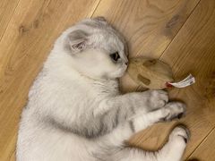 -喵zoo家庭繁育猫舍(尖东智能花园店)