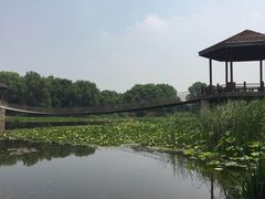 -荷塘月色湿地公园·向阳花洲