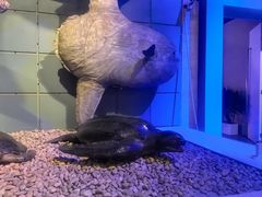-浙江自然博物院(杭州馆)