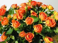 -昆明国际花卉拍卖交易中心