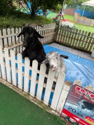 -萌宠亲子动物乐园(槐房万达店)