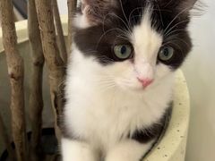 -共舞时光猫咖·狗咖(新街口店)