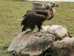 -广州长隆飞鸟乐园
