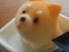 -柴犬高等学院·狗咖·柴犬售卖·宠物训练