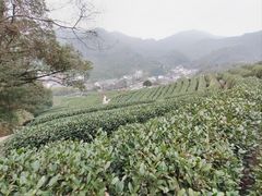 -龙坞茶村