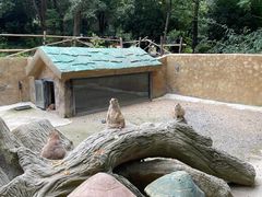 -合肥野生动物园