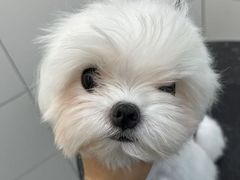 -帕帕拉兹宠物(亚洲旗舰店)