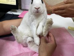 -北京观赏动物医院·24小时大型综合·猫专科·异宠专科