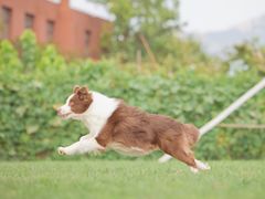 -趣玩宠物乐园寄养训犬训狗游泳池