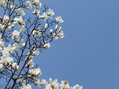 -顾村公园