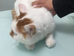 -宠福鑫康馨动物医院·骨科·眼科