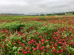 -光明小镇欢乐田园