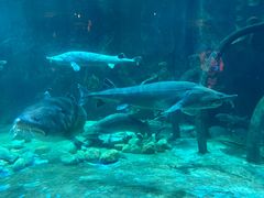 -华夏文旅海洋公园