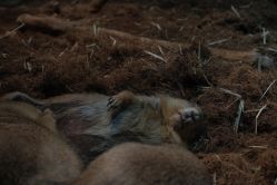 -Zoolung Zoolung动物主题公园(海信广场店)