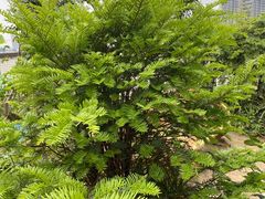 -三圣花乡旅游区