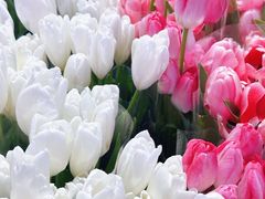 -三圣花乡旅游区