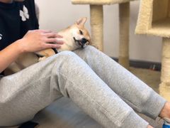 -浣熊柯尔鸭土拨鼠·电玩咖
