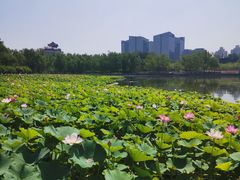 -莲花池公园