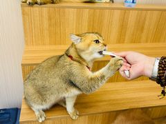 -唐小姐の私宠·宠物洗护美容·撸猫馆·购宠(周浦万达旗舰店)