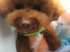 -瑞派宠物医院·24小时骨科·心脏·核磁(哈尔滨南岗店)