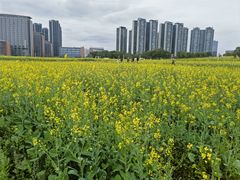 -光明小镇欢乐田园