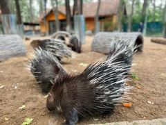 -北京野生动物园