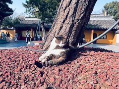 -龙华素斋(龙华路店)