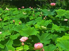 -陈家山荷花公园
