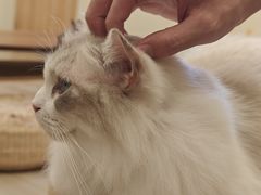 -瞄一喵猫咖(格力海岸店)