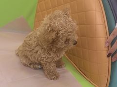 -北京观赏动物医院·24小时大型综合·猫专科·异宠专科