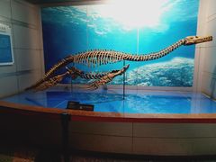 -自贡恐龙博物馆