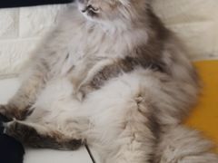 -平行世界·猫咖(首经贸店)