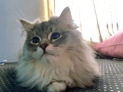 -1013 PET SHOP 宠物商店(近铁城市广场店)