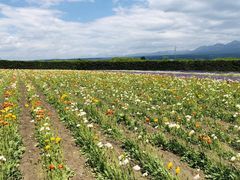 -富田农场