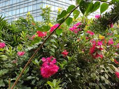 -正佳雨林生态植物园