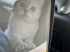-纳吉亚猫专科动物医院·北北分院