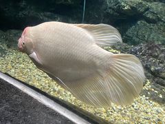 -江和美海洋公园