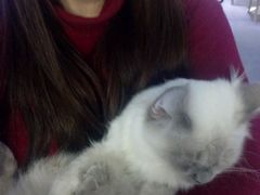 -喵的天空名猫咖啡馆·撸猫·猫舍·用品
