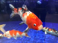 -鹏天阁酒楼·海鲜(红旗店)