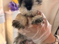 -翊宠yipet猫狗购宠庄园犬舍•猫舍