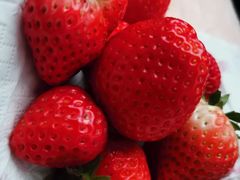 -恒绿农产品草莓采摘园