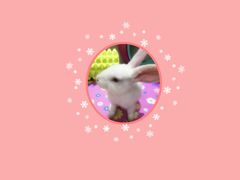 -伟伟宠物医院·CT影像中心·瑞派犬猫综合性门诊(汉口总院)