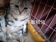 -瑞派福兴宠物医院犬猫全科·骨科·中西医结合(河东店)