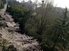 -武汉大学-樱园