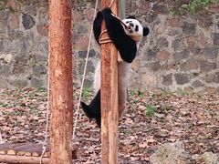 -都江堰中华大熊猫苑